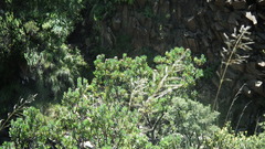 Protea subvestita
