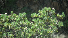 Protea subvestita