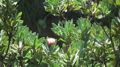 Protea subvestita