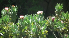 Protea subvestita