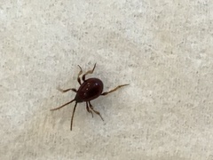 Gibbium aequinoctiale