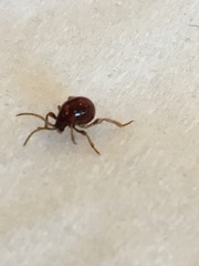 Gibbium aequinoctiale