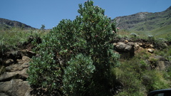 Protea subvestita