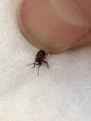 Gibbium aequinoctiale
