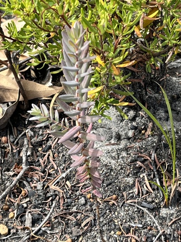 lemon-scented darwinia (Darwinia citriodora)