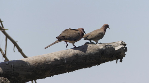 Laughing Dove