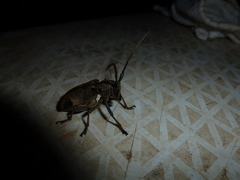 Phryneta leprosa