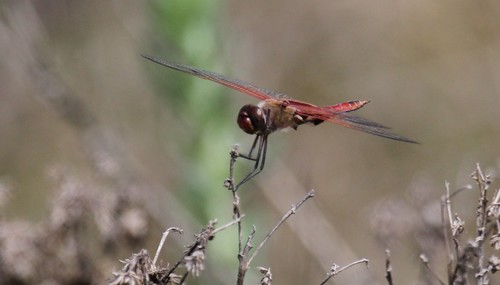 iNaturalist observation photo of Red Saddlebags