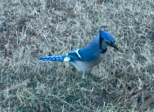 Blue Jay