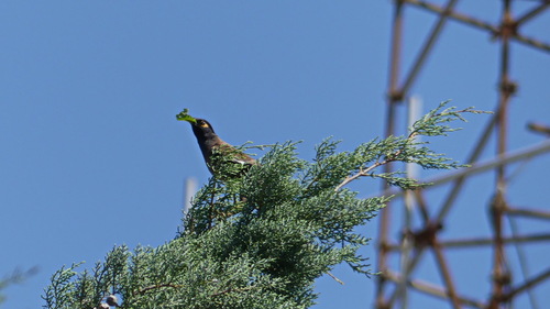 Common Myna