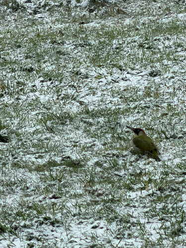 European Green Woodpecker
