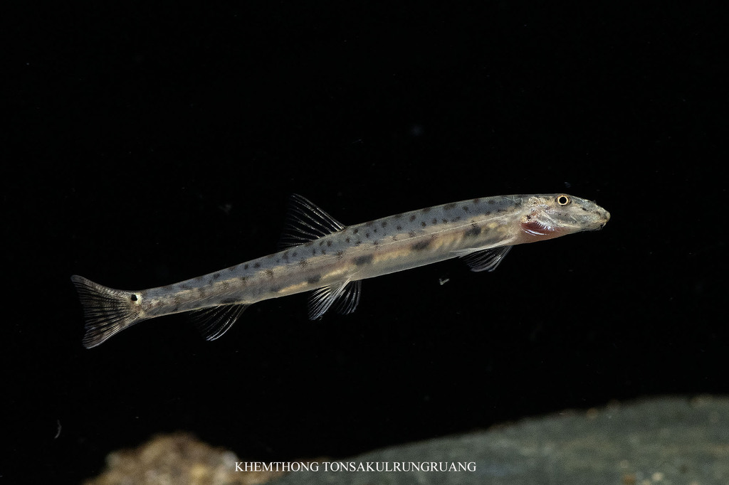Acanthopsoides hapalias