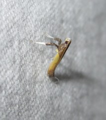 Caloptilia superbifrontella