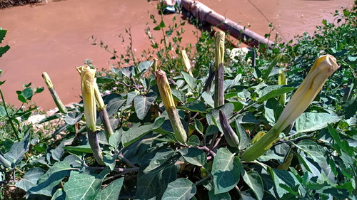 Sacred Datura