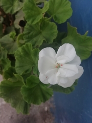 Pelargonium