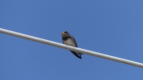 Barn Swallow