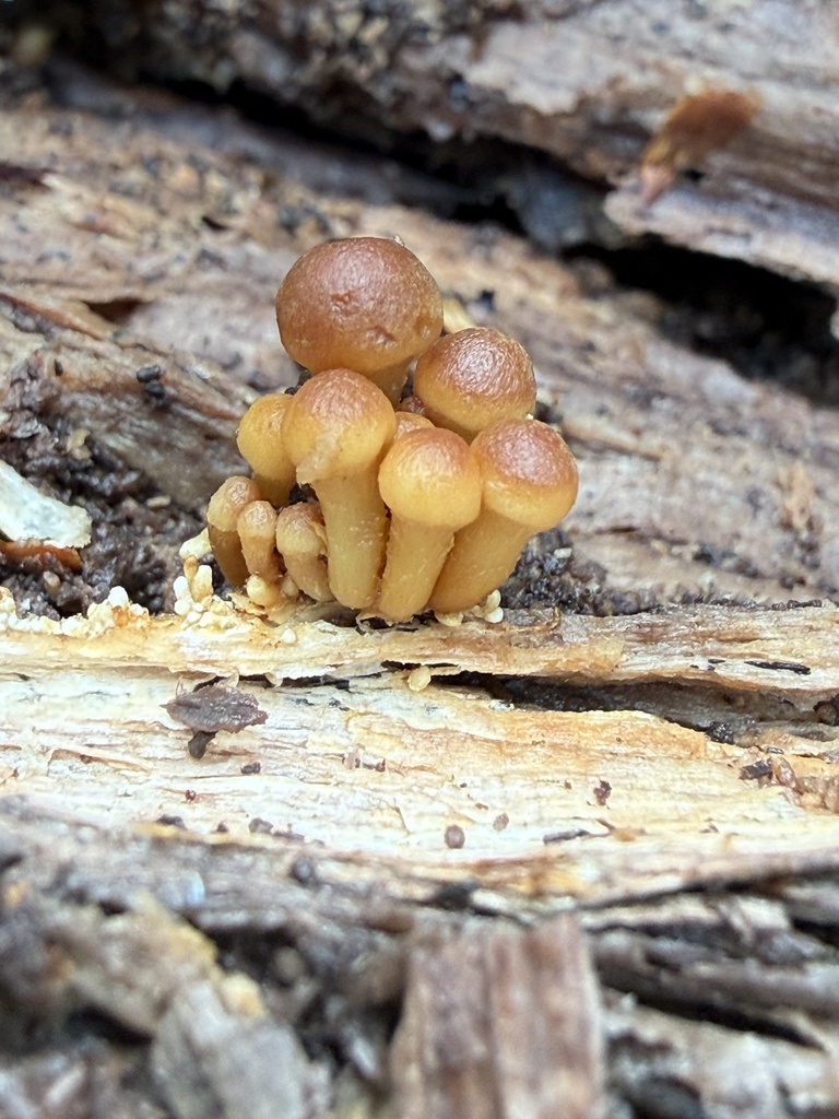 Hypholoma fasciculare · January 2026 · photo: © cjoynson (iNaturalist, cc0)
