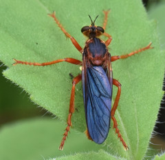 Callinicus calcaneus