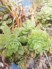 Sedum