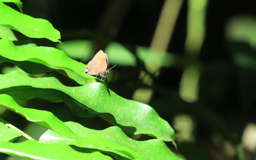 Arumecla