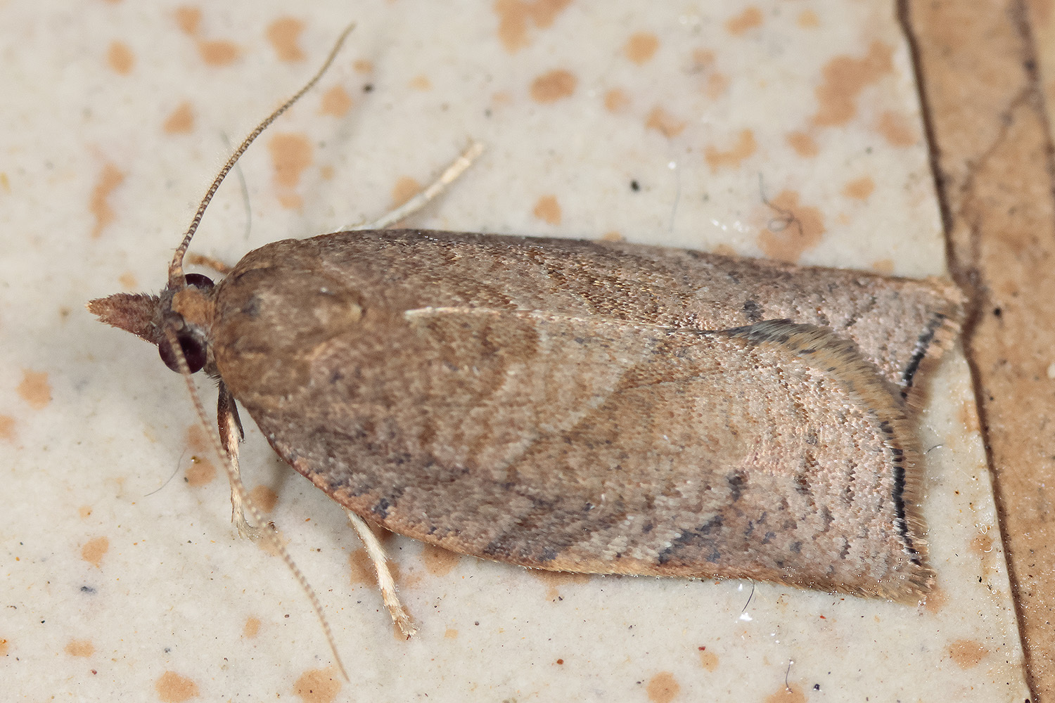 Choristoneura simonyi