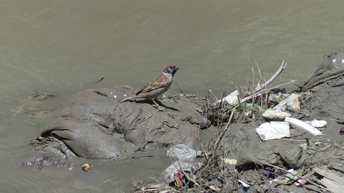 Eurasian Tree Sparrow