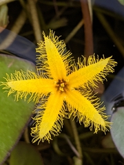 Nymphoides grayana