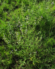 Salvia stenophylla image
