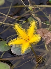 Nymphoides grayana