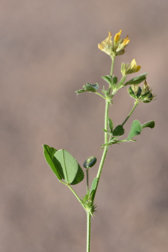 Medicago soleirolii