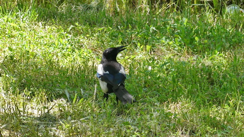 Eurasian Magpie