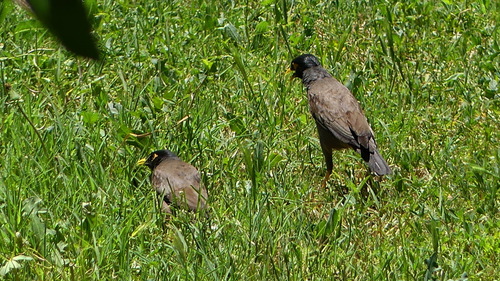 Common Myna