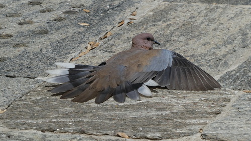 Laughing Dove