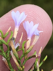 Limonium scabrum scabrum