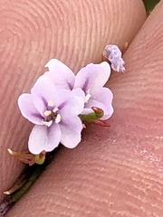 Limonium scabrum scabrum
