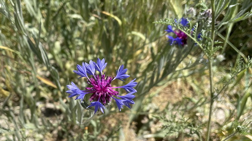 Iranian Knapweed
