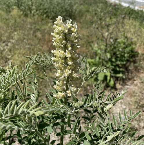 Sophora alopecuroides