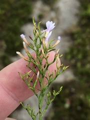 Limonium scabrum scabrum