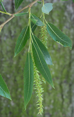 Salix triandra