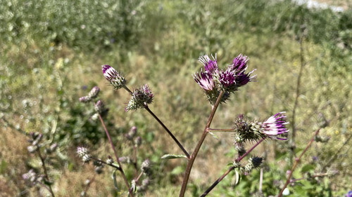 Arctium umbrosum
