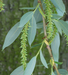 Salix triandra