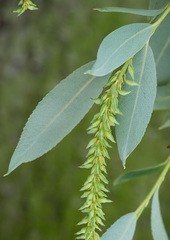 Salix triandra