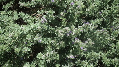 Lotononis sericophylla