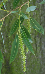 Salix triandra