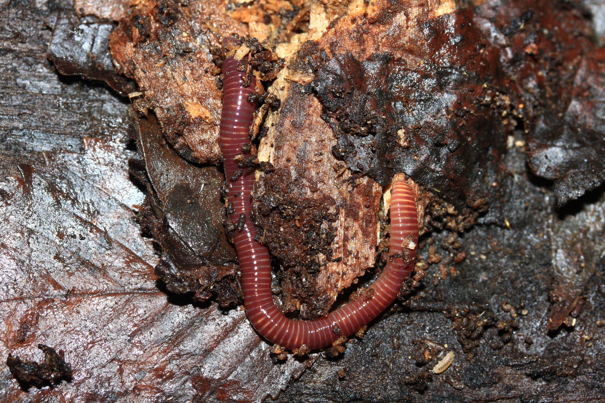 Eisenia fetida (Savigny, 1826)