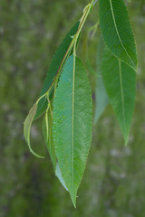 Salix triandra