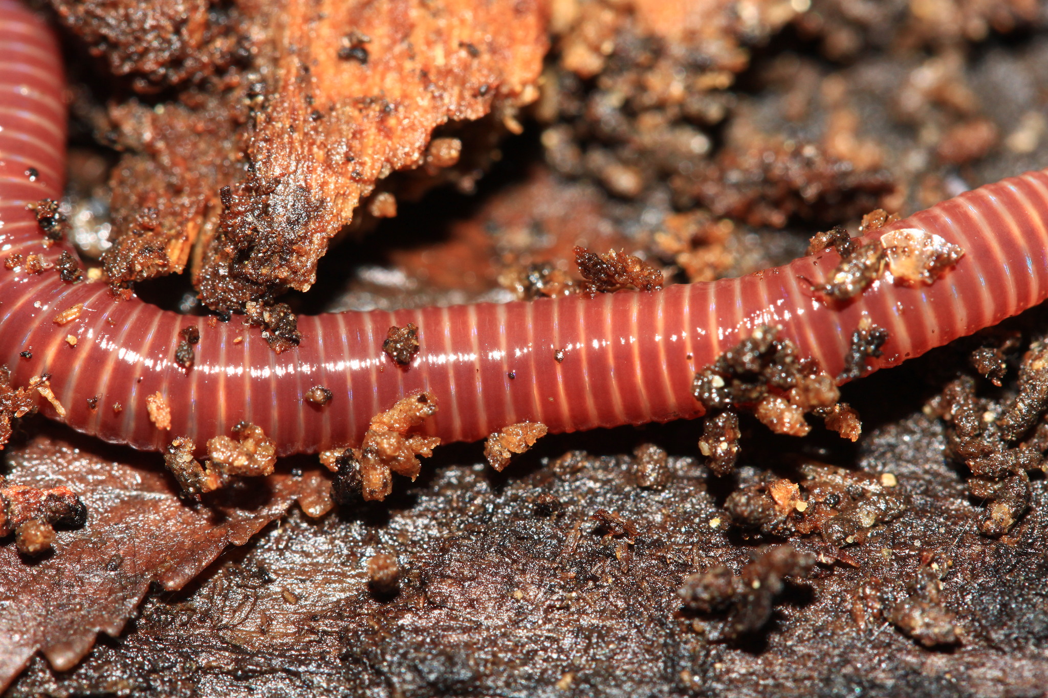 Eisenia fetida (Savigny, 1826)