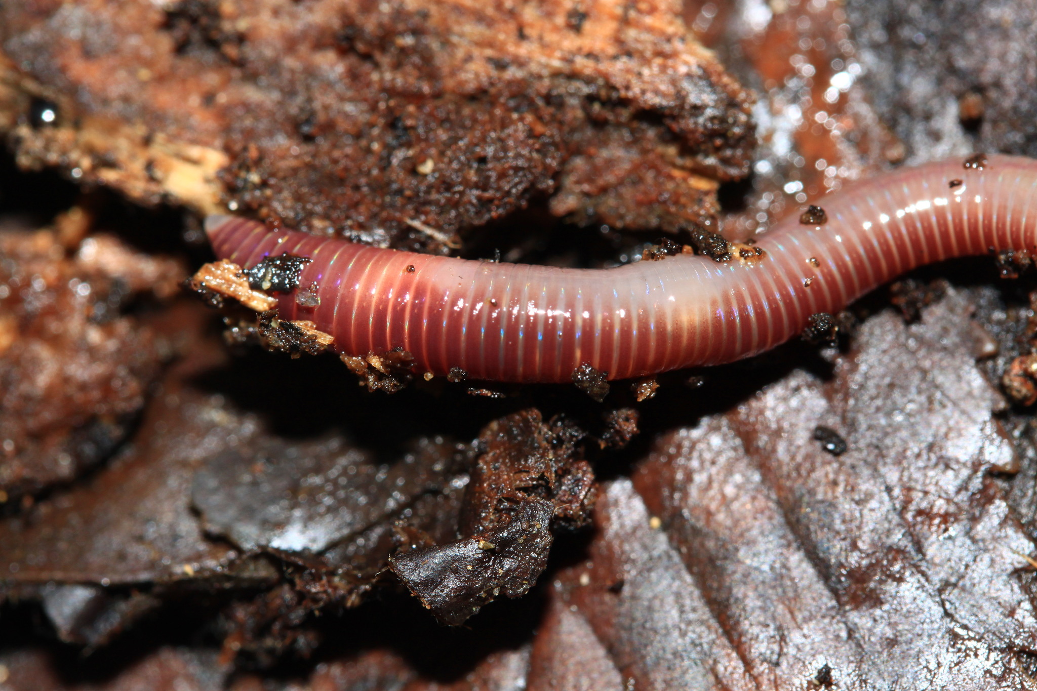 Eisenia fetida (Savigny, 1826)