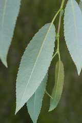 Salix triandra