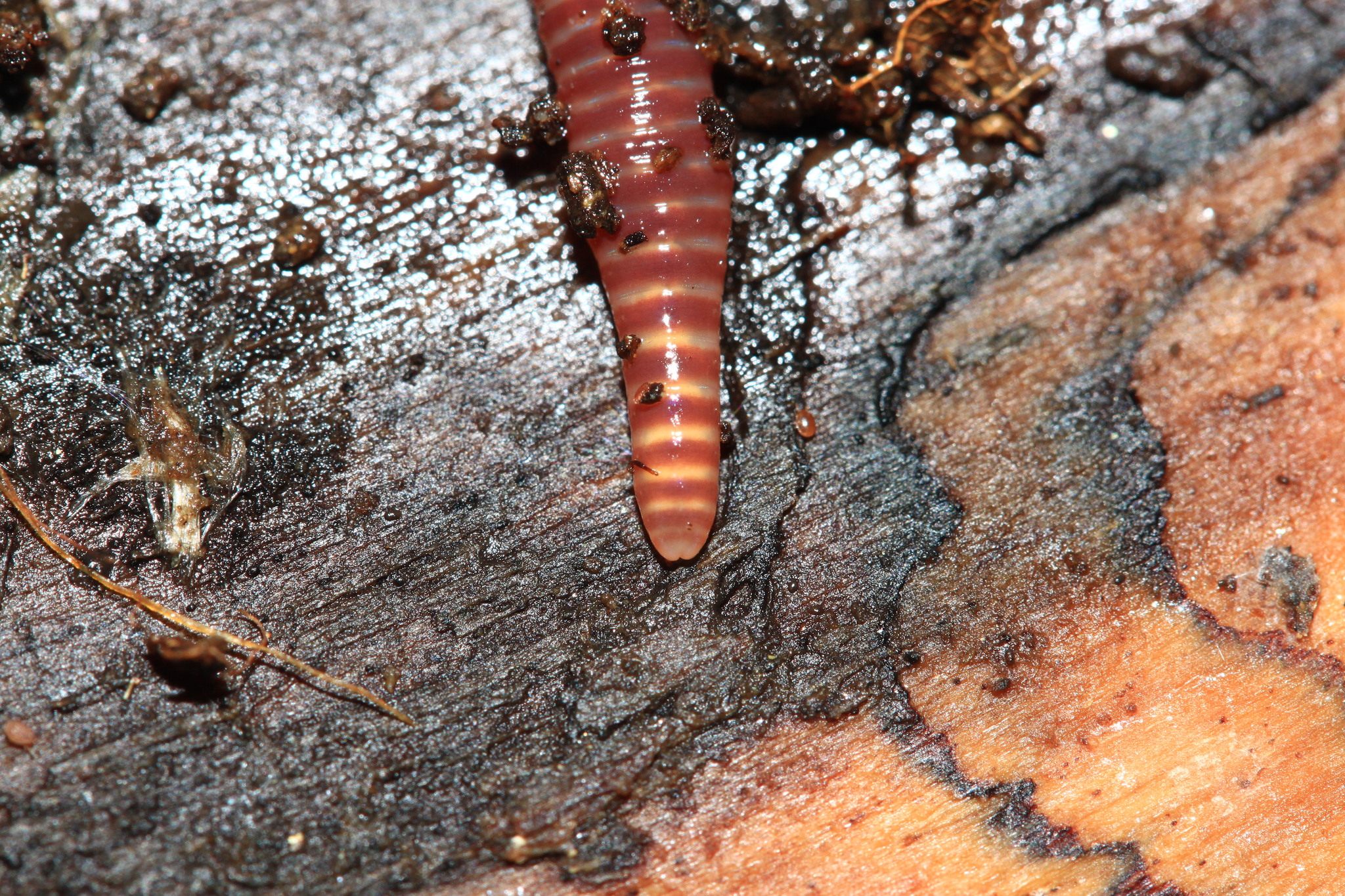 Eisenia fetida (Savigny, 1826)